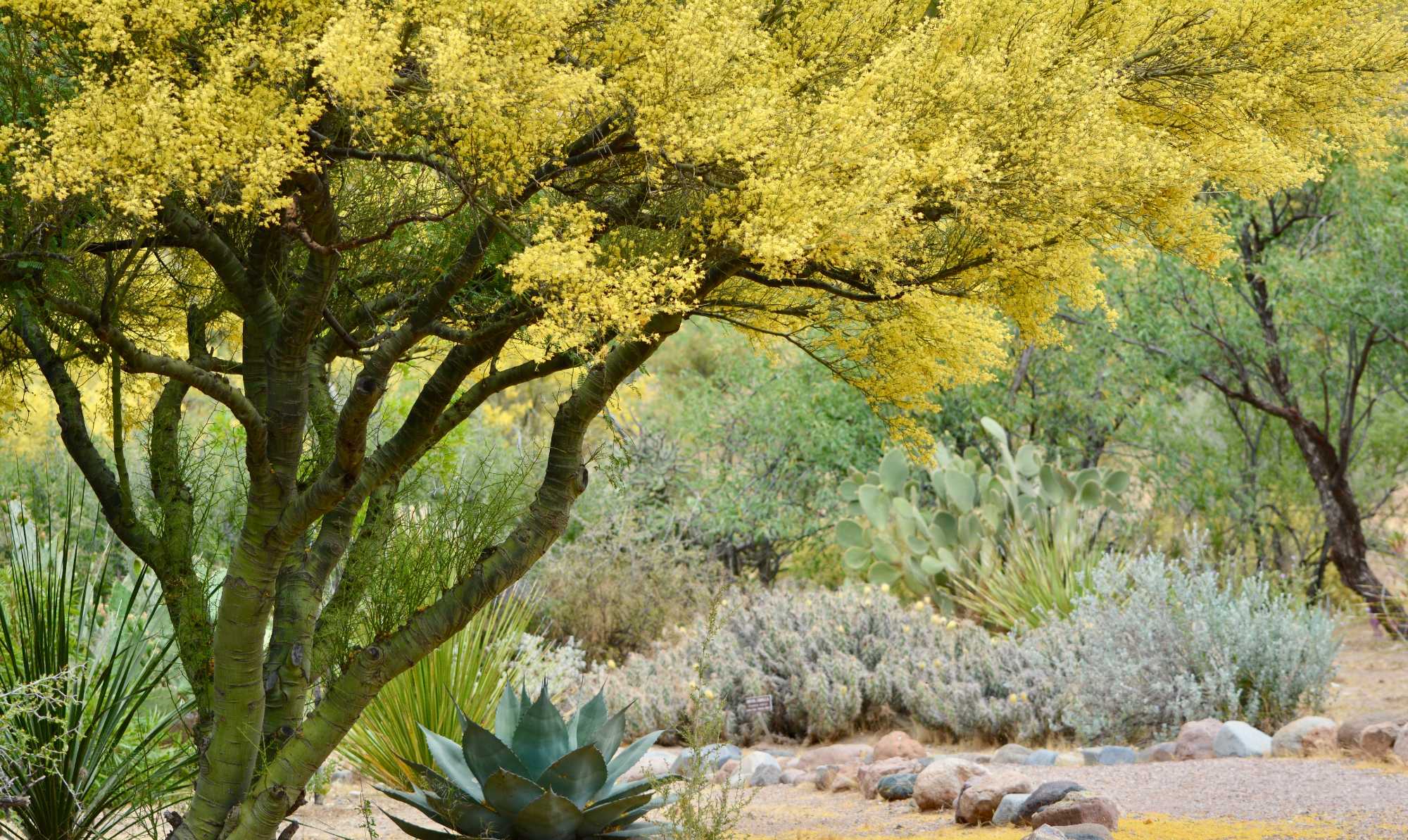 palo verde tree